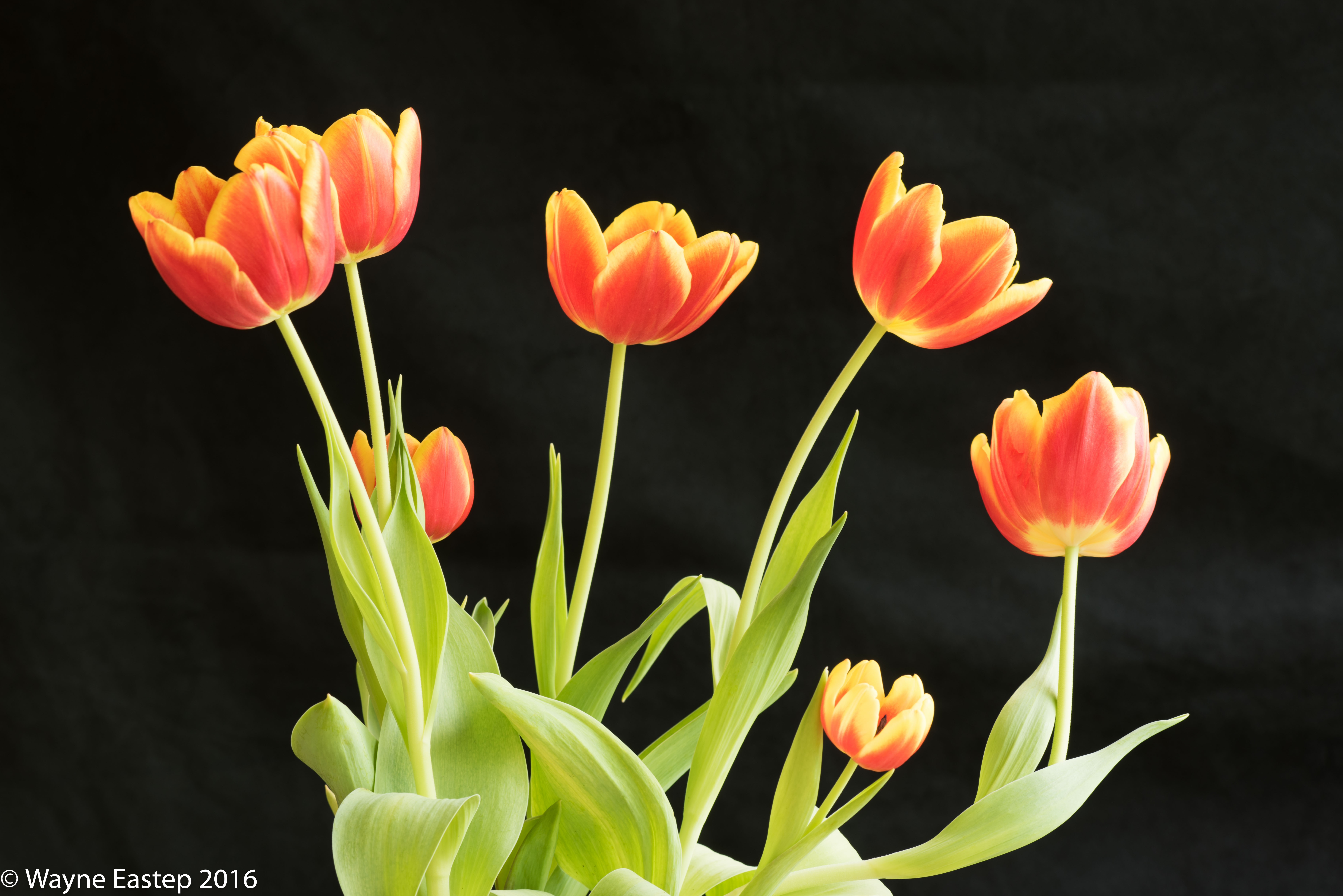 Flowers, Tulips, Standard Tulips, Photographic Art, Interior Design, Art, Images, Color, Red & Yellow,